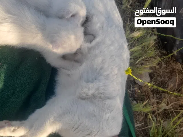 قط ذكر ابيض سكوتش عمر شهرين