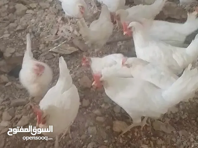 دجاج مزارع