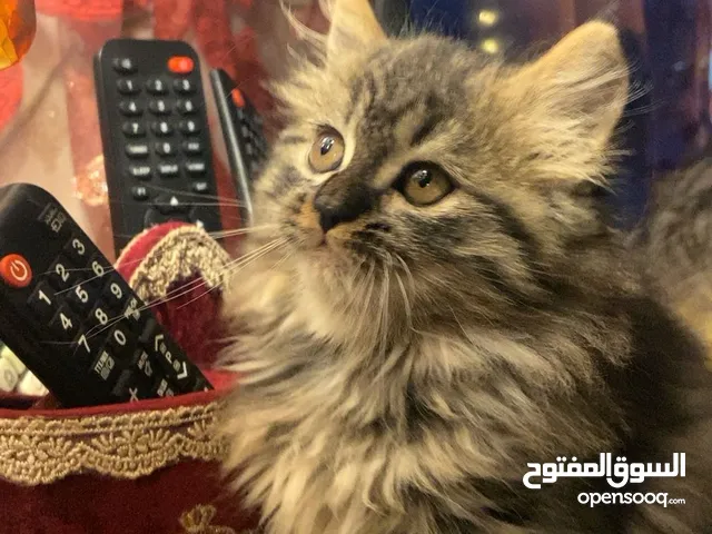 beautiful shirazi kitten for sell