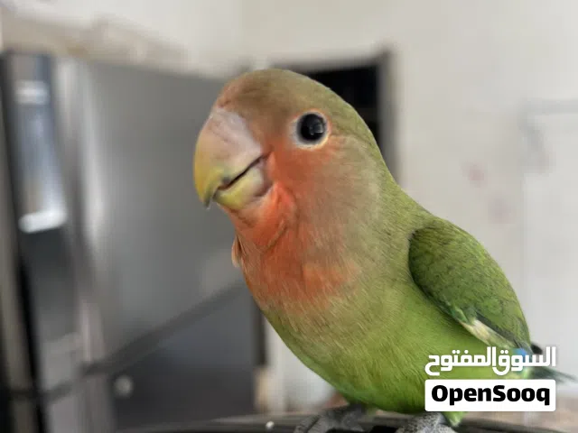 طير روز للبيع