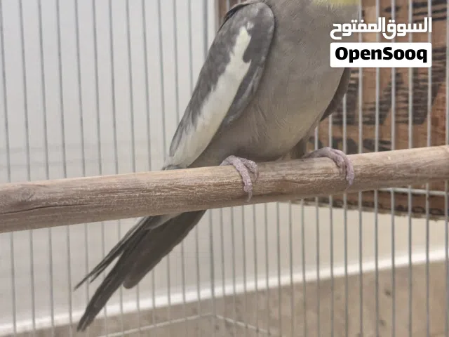 طير كوكتيل ( كروان ) للبيع