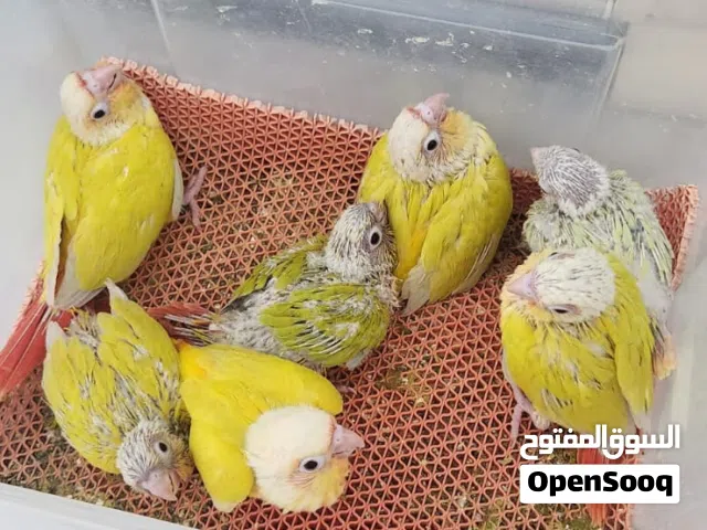 فروخ صن شكً كنيور على الغر