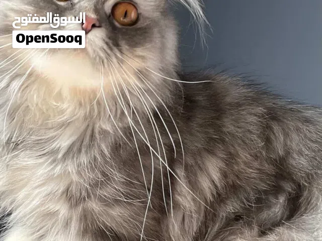 انثى شانشيلا بيور طالبه تزاوج
