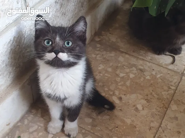 قطط مكس راغدول للتبني عمر شهرين
