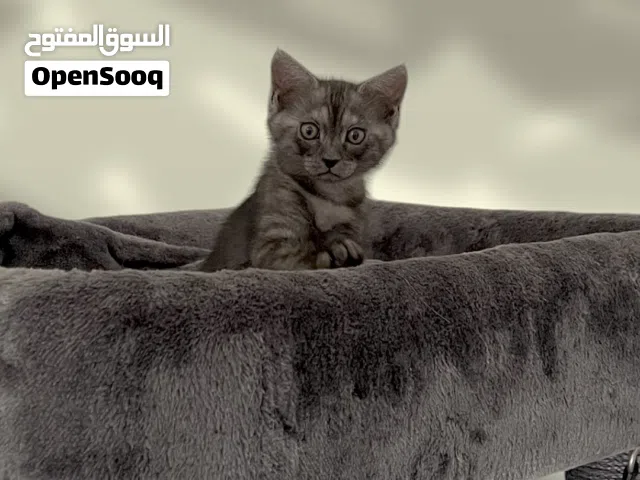 قطة صغيره لتبني - مجاناً
