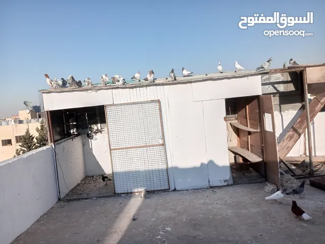 خشه حمام للبع