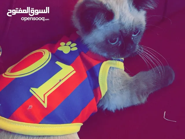قطة هملايا انثى العمر شهرين للبيع