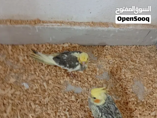 2كوكتيل عمر فوق الشهر متعودات علي الشرنقه