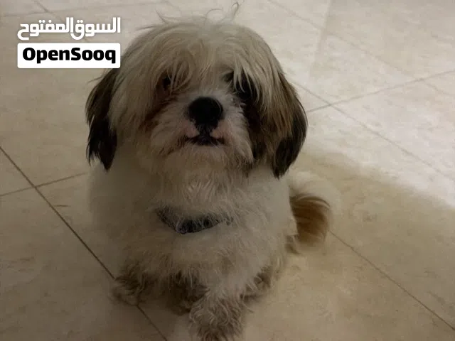 كلب شيتزو للبيع بيع بسبب عدم تفرغ