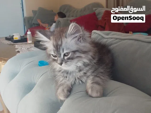 قطط شيرازيه عمرهم 3اسابيع