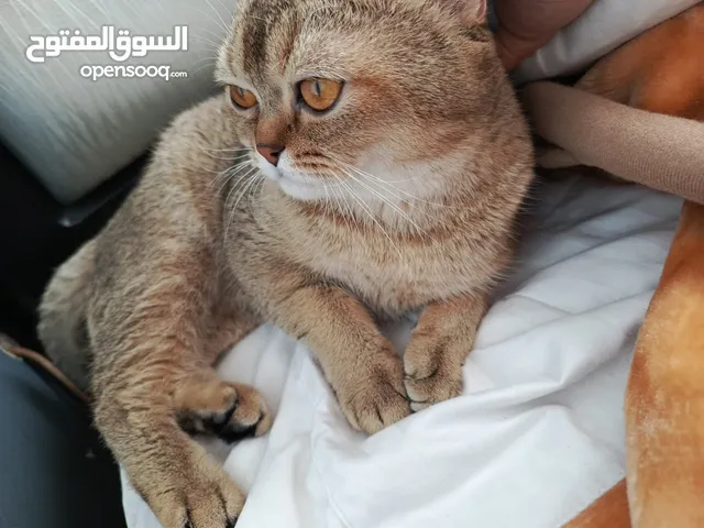 بسم الله ماشاء الله قط ذكر سكوتش ستريت غولدن منتج خالي من الامراض عمره سنه وا اربع اشهر تقريبا لعوب