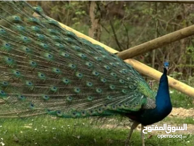مطلوووووووب طاووس للبيع ذكر
