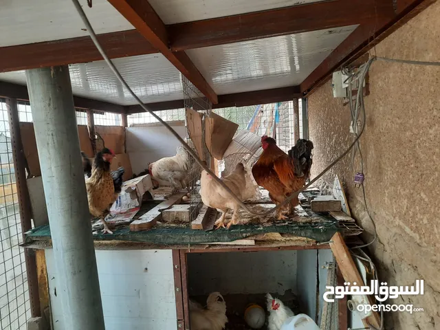 دجاج مهجن زينه