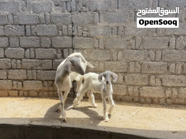 صخله هي وبنتها اول انتاج لها من حلال الجبل الاخضر اللون المرغوب ما شاء الله تبارك الرحمن