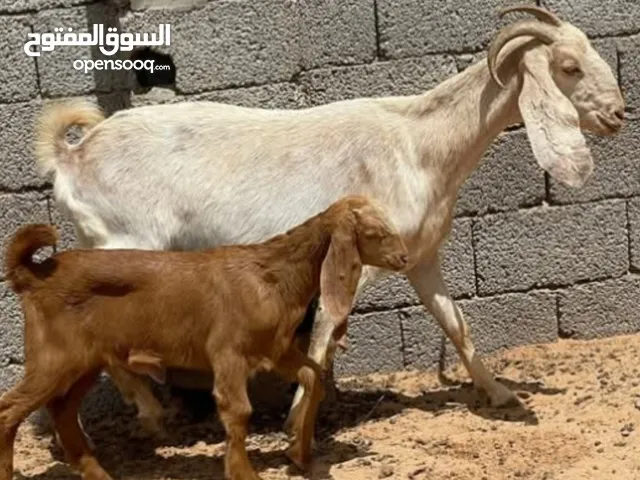 معز للبيع هجين