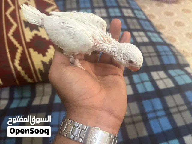 دره الوان نادره عيون حمر التك  نظافه ونشاط خير من الله