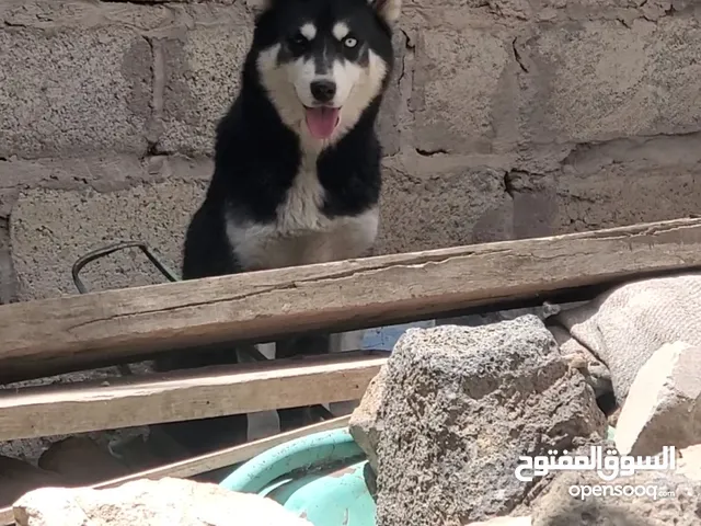 كلبه هاسكي عرررررررطه قووووووي انثى عين ثلجي وعين بني عرررررررررطه قووووووي للجادين فقط
