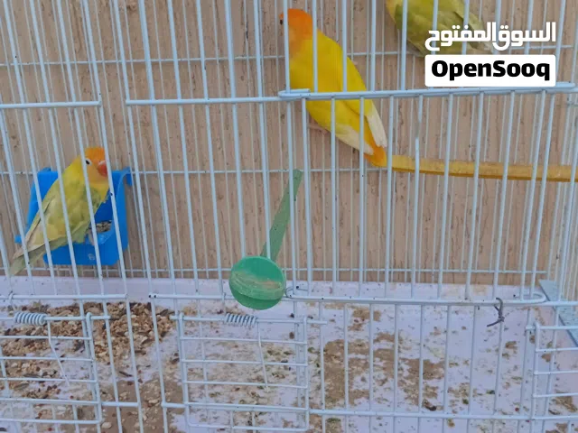 زوز انتاية باربلو واحد اورانج الله يبارك