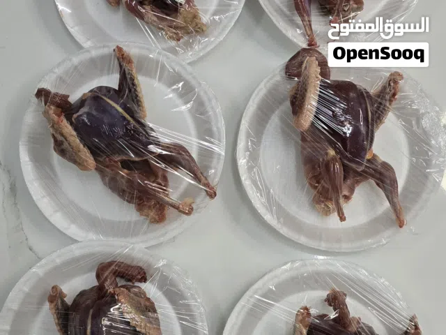 بيع حمام مذبوح جاهز سعر مغري