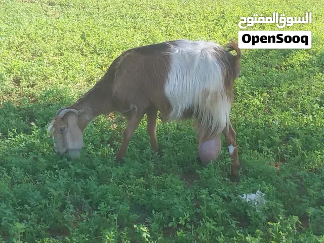 عنز حليب الله يبارك عشره قريب تلد