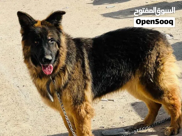 كلب جيرمن نثيه