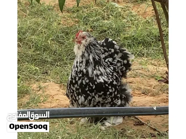 مطلوب دجاجه استرالي أو دجاجتين كيني للبيع يلي عنده يجي خاص