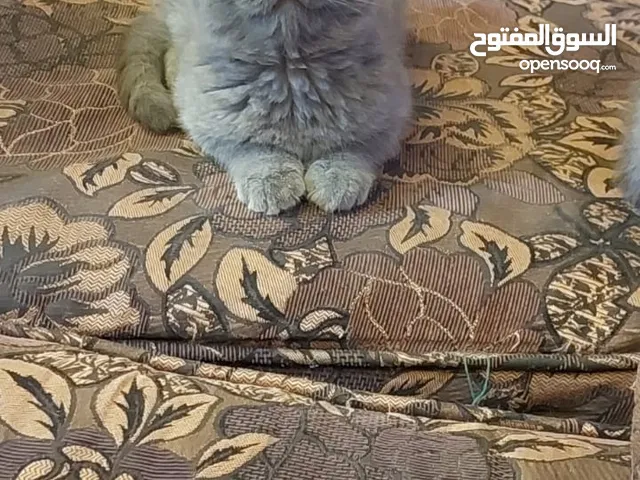 سكوتش فولد