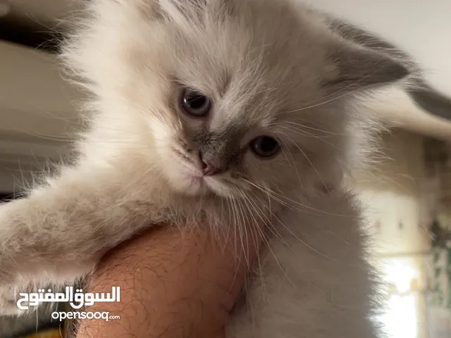 6 قطط هملايا أليفة جداً للبيع – عمر شهرين ونص فقط