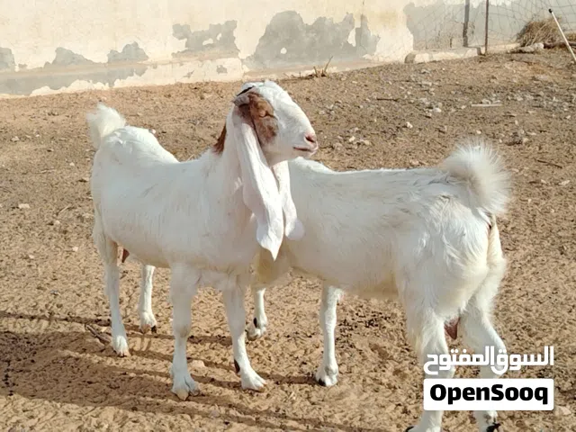 زوز معزات هجين ع الحجازي مواصفات ربي يبارك اعشار من فحل درجة في 3 شهور ونص تقريبا مكانهم صبراتة يوجد