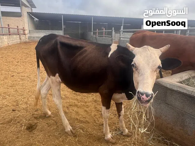 صفقة أبقار جملة في صحم 8 رؤوس بسعر مغرٍ