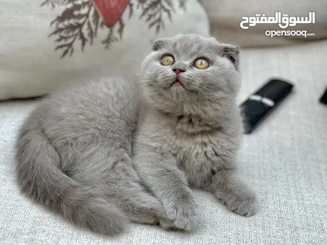 Tala Baniyounes