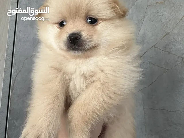 جراء بوميريان للبيع