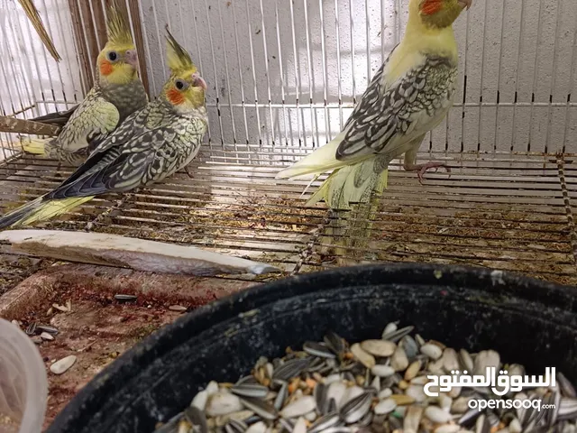 Cockatiels chick