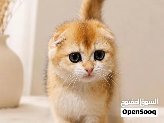 قطط مميزه من سلالت راقيه