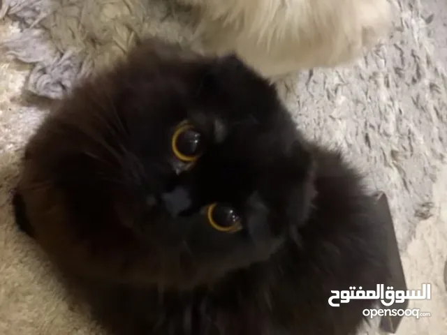 قطتين شيرازي وقطة سيامي للبيع أليفات ونظيفات