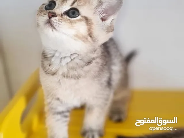 بريتش سكوتش انثى