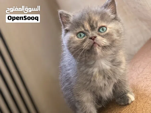 قطط سكوتش فولد