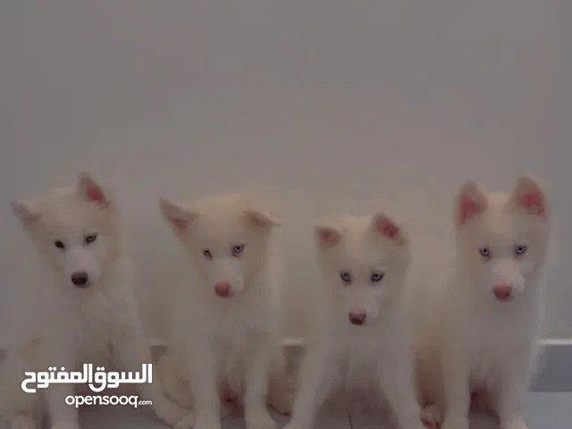 كلب هاسكي ابيض بيور