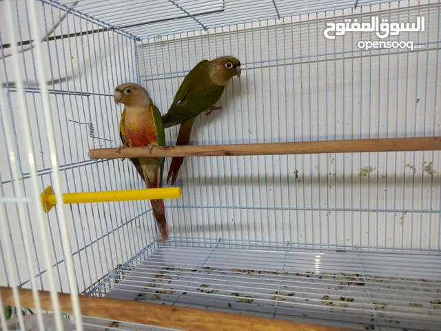 للبيع زوج كنيور باينبل حجم وصحه ممتازه