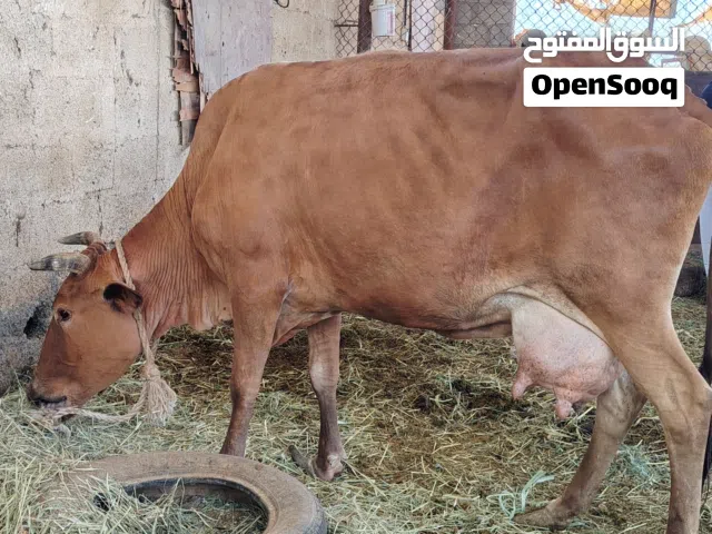بقره حليب تابع الوصف