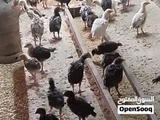 صوص بلدي نخب أول