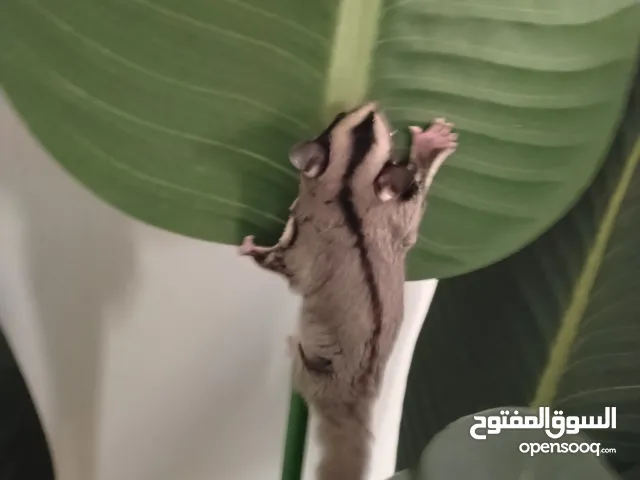 شوجر جلايدر او السناجب الطائرة بصحه جيده