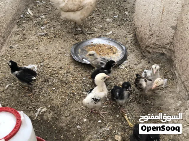 دجاجه مع 8 كتاكيت