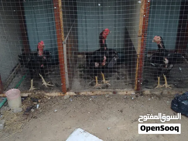 مخاليف ديوجه هراتي امهاتهن مستورد مال فك