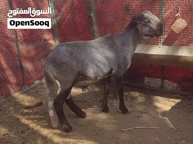 كبش سوداني راهي وسمين ماشاءالله