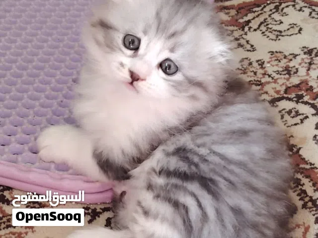 قطط مميزه من سلالات عالية