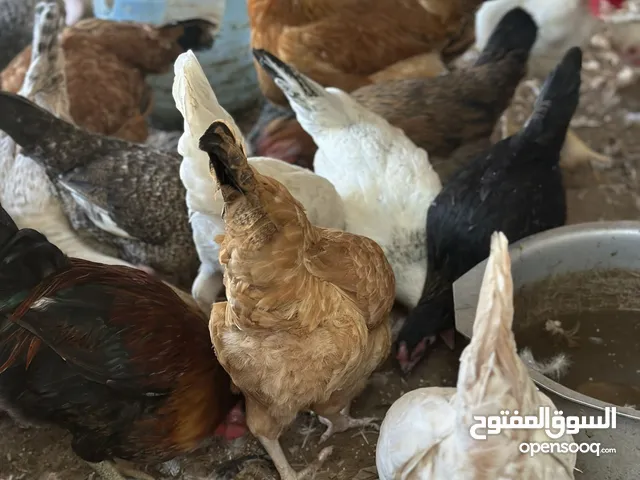 دجاج هجين عماني فرنسي / فرنسي