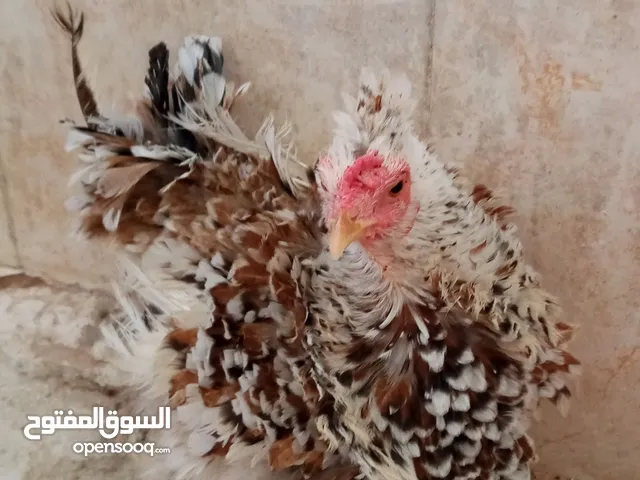 دجاجة كيرلي بسعركزيوني