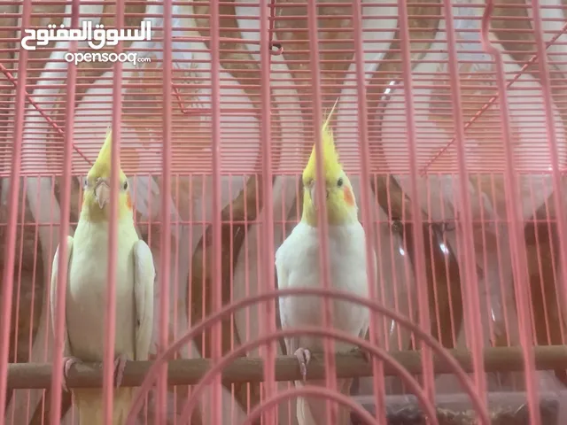 مزواجي فحل ونثيه وياهن قفص فحل اليف ونثيه
