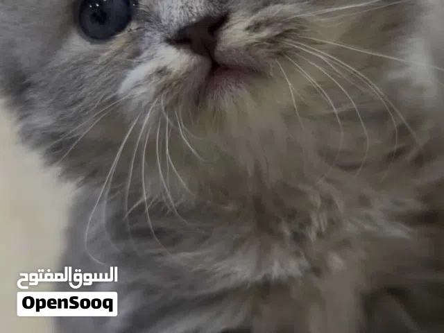 قط سكوتش فولد عمر شهرين اقره الوصف